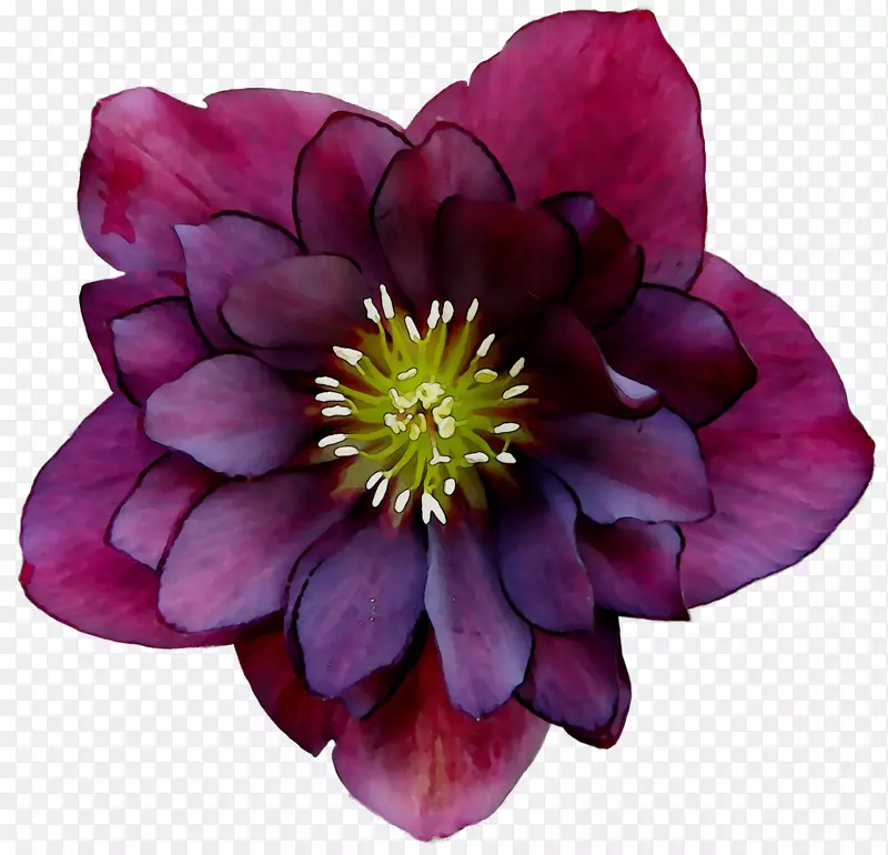 һ�����ݱ�ֲ�￪��ֲ��-������