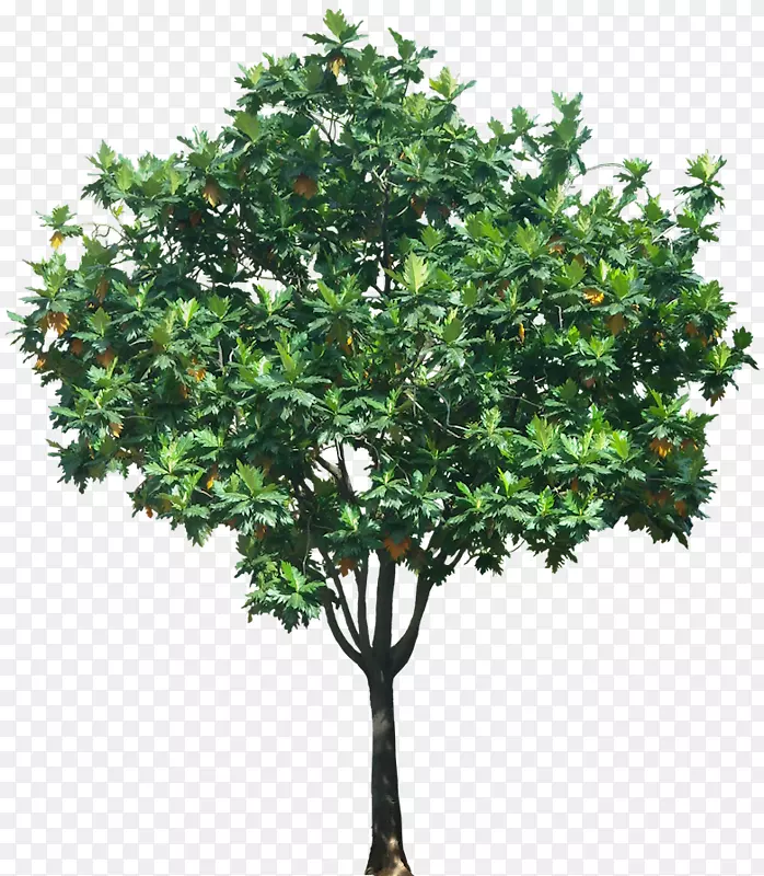 ��ֲ������ͼ��.��-������