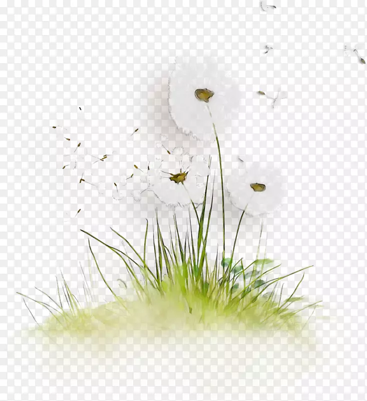 �����ֽ���Բ�ֲ�ﾥֲ��-������