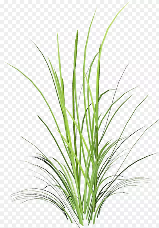 �ݱ�ֲ��֦Ҷpng����ͼ.Ҷ-������