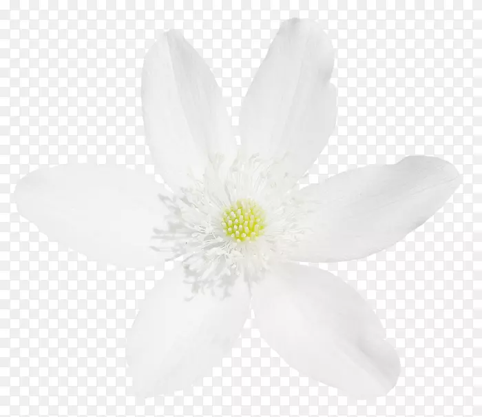 ����ֲ��-ѿ��-������