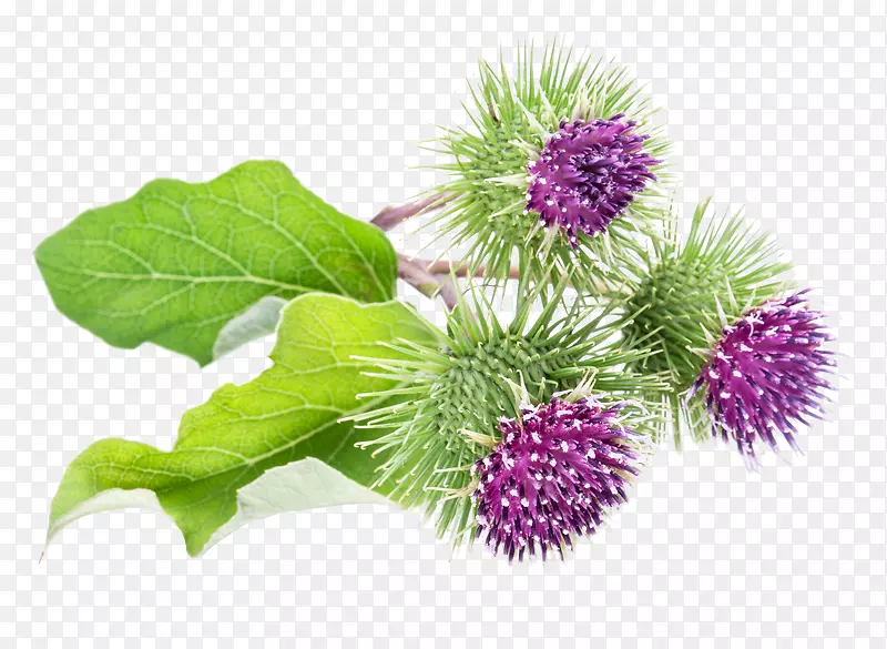 ��ţ���鼻ҩ��ֲ�￪��ֲ��-������