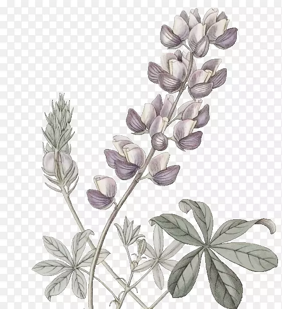 ��ñľ��Ӱ��ͼ��ˮ�ʻ�.ֲ��-������