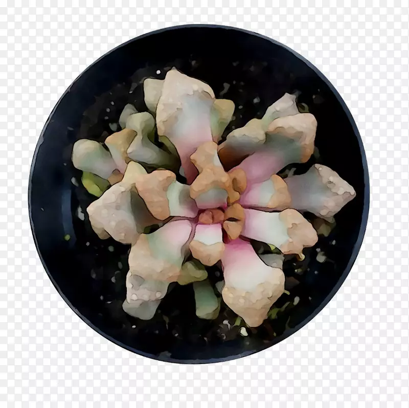 ʳ�ײ;�-������