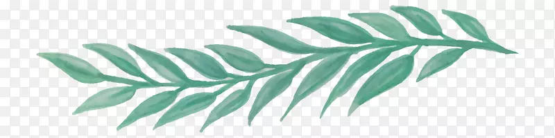 ˮ�ʻ���Ҷˮ�ʻ��������ˮ�ʻ�Ҷ-������