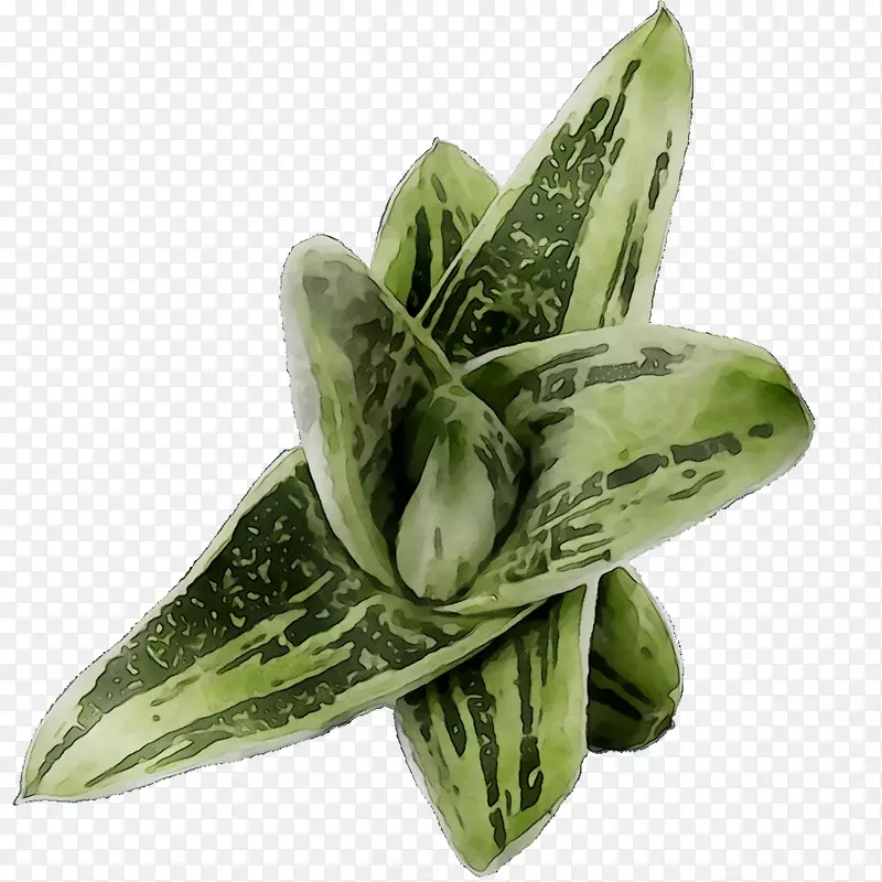 �߲�ֲ��-������