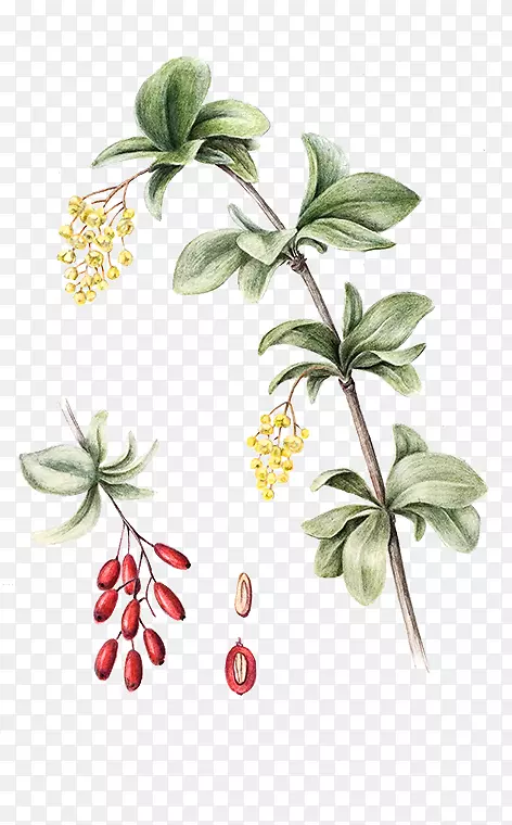 ����ֲ���ʵֲ�ﾥ��Ҷ-С�ޱ�־-������