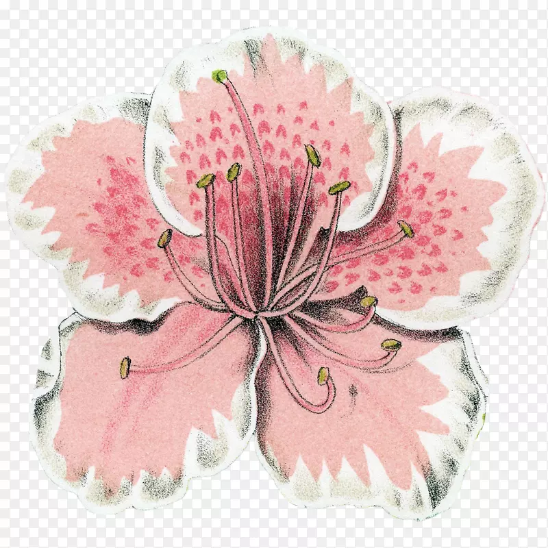 �л��ۺ�ɫ�Ŀ���ֲ��.�ž黨Ŧ��-������