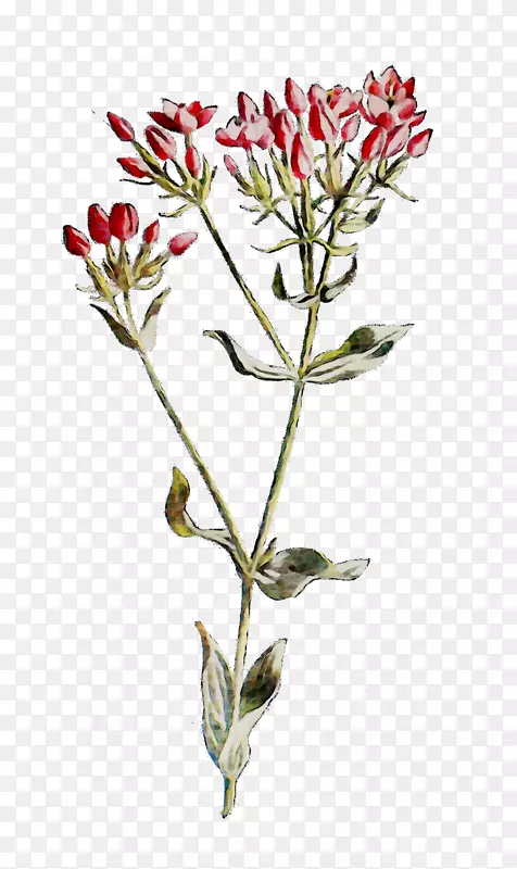 Сֲ֦�ﾥ�л�����ֲ��-������