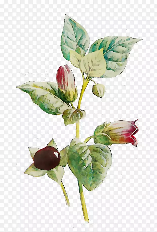 ����ֲ�ﾥҶ��֦-������