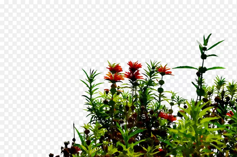 ��ľ��ľ����ֲ��֦-������