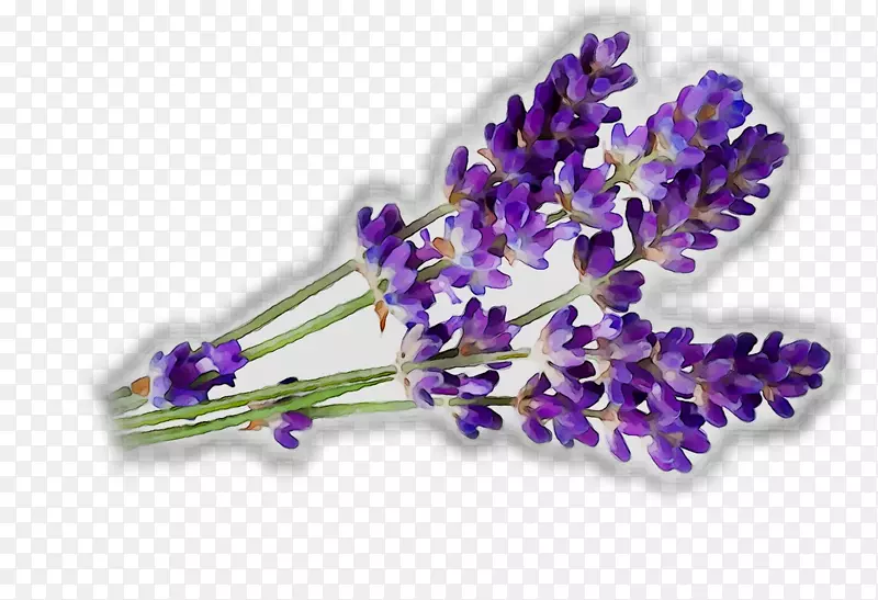 Ӣ��޹�²ݷ�ɹ˪��ʳ���������-������