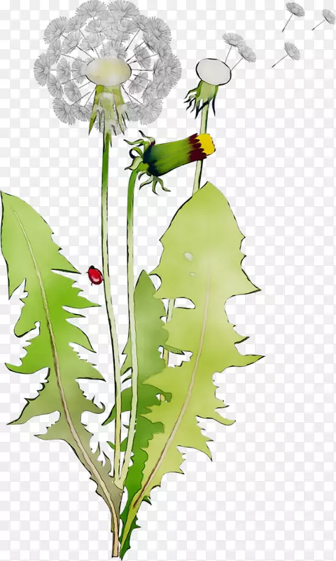 �������ֲ�ﾥ����ֲ��-������