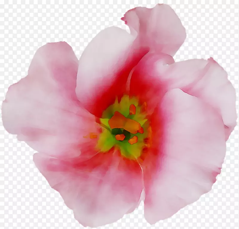 õ����л���һ����ֲ��ݱ�ֲ��-������