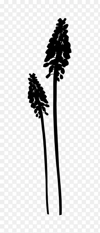 ����ֲ�ﾥҶ����-������