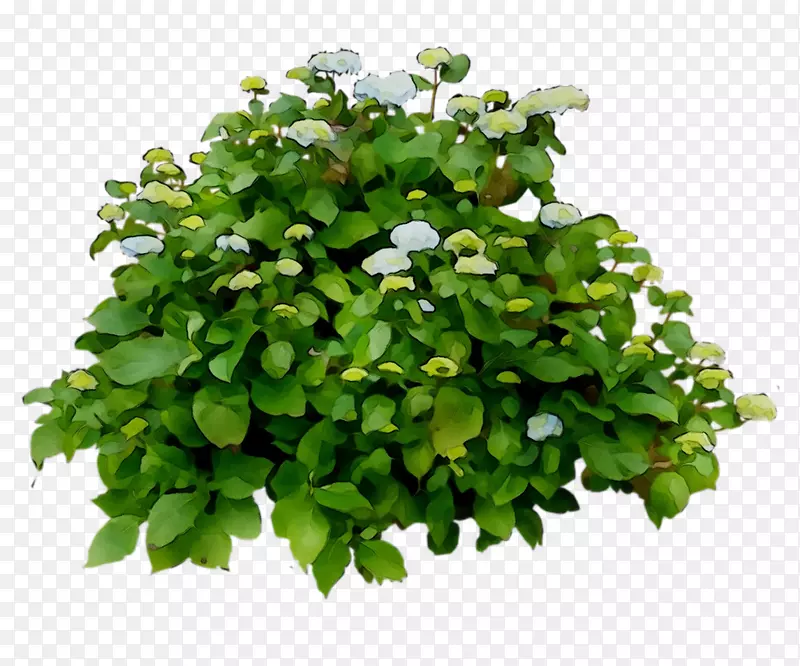 ����Adirondack���Ӳ��ֻ����ٽ���-������