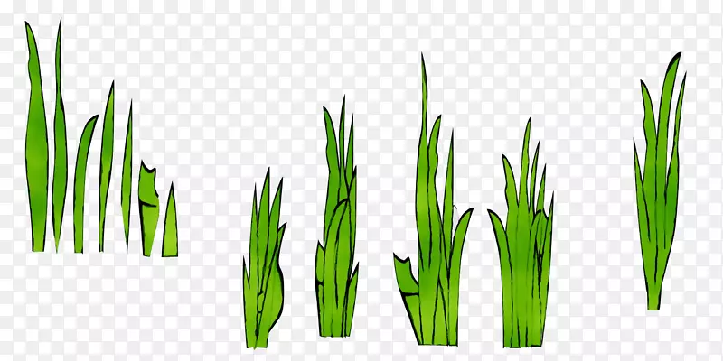 �����ɫ��Ʒֲ�ﾥֲ��-������