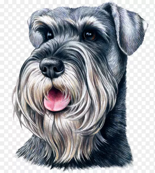 С��ѩ�����׼ѩ�������ѩ��������С��-������