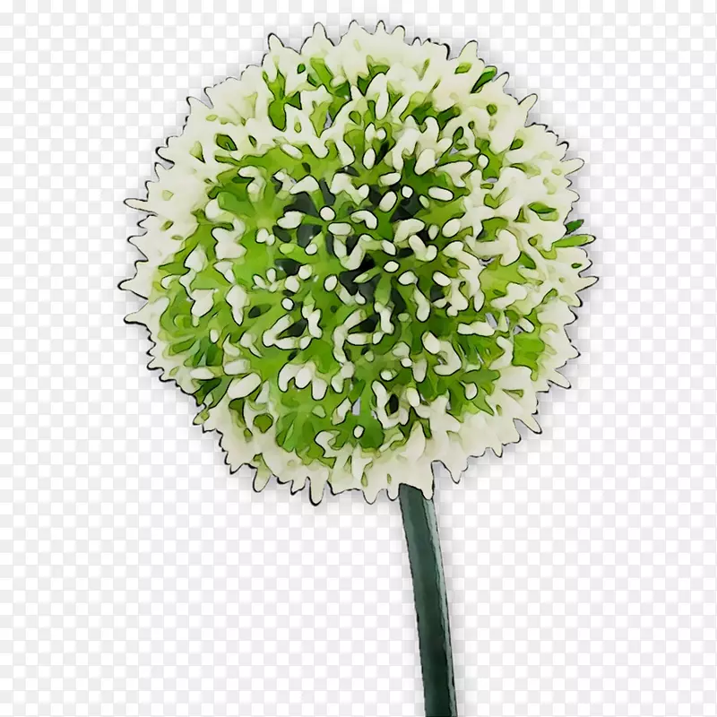 �л�����ֲ�ﾥ����-������