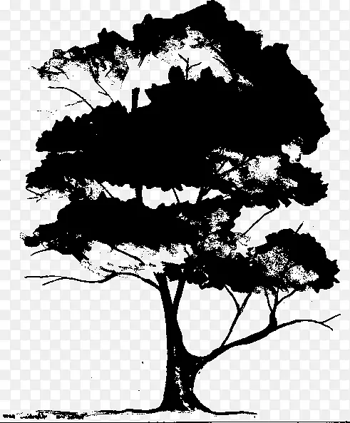 �����ӰҶ����ֲ���֦-������