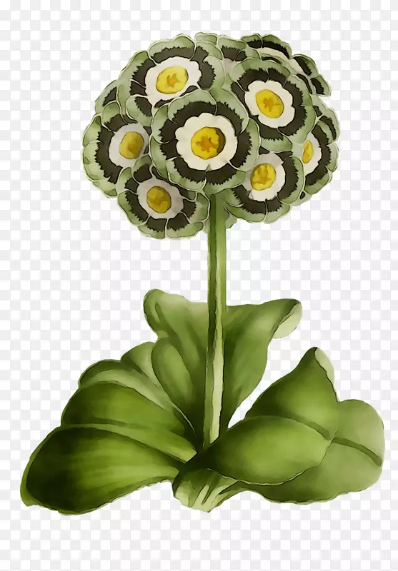 ��������л�����ֲ�ﾥ-������