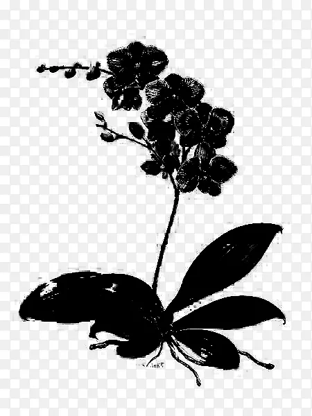 ���滨ֲ�ﾥҶ����-������