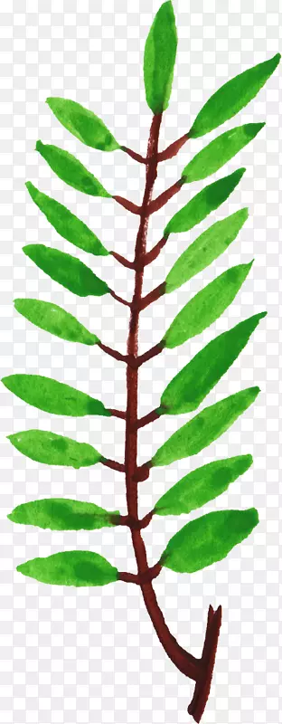 Ҷֲ�ﾥ֦������ˮ�ʻ�Ҷ-������