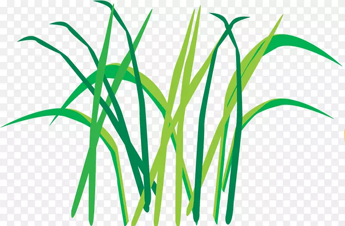 �׹�Ҷֲ�ﾥ�������ݱ�ֲ��-�ٺ�֦�Ӳ�ͼ��-������