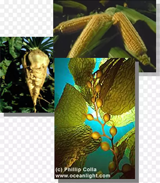 ��������m/0d��ϵ����-����-������