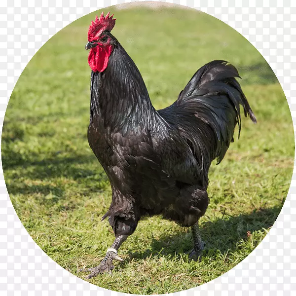 �Ĵ���������˹���߶���ŵ������-������