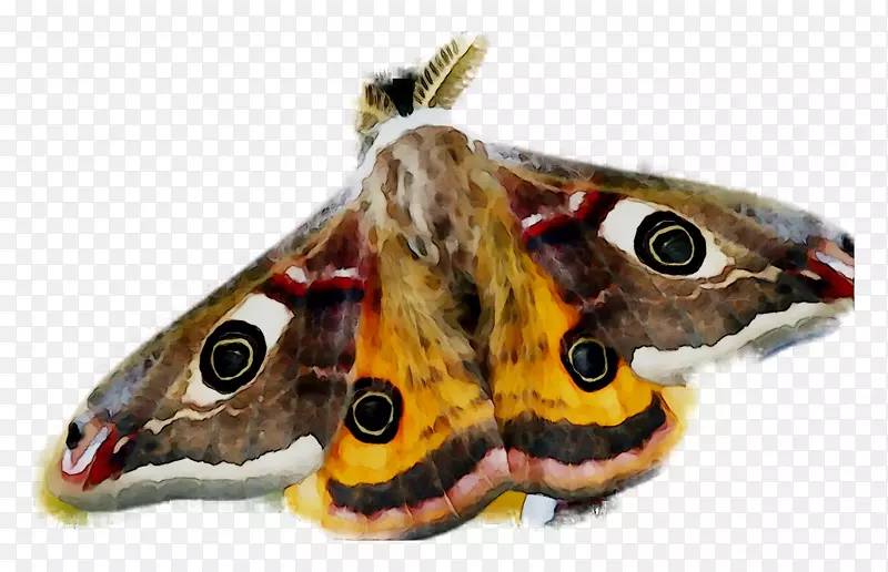 С�ɶ��������-������