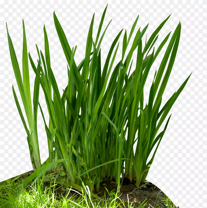 ʳ������ʳ����������-��-������