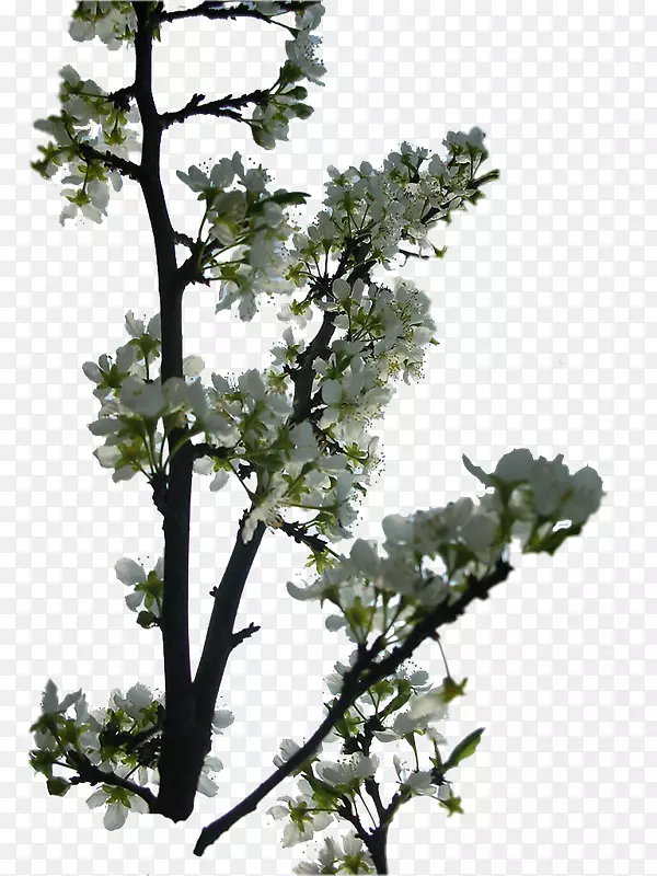 С֦��ֲ�ﾥҶ����ֲ��-������-������