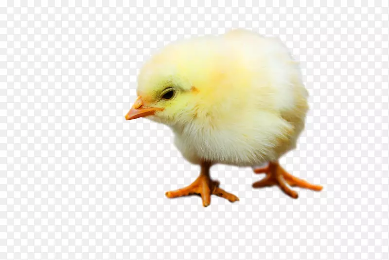 �������ʳ��-������