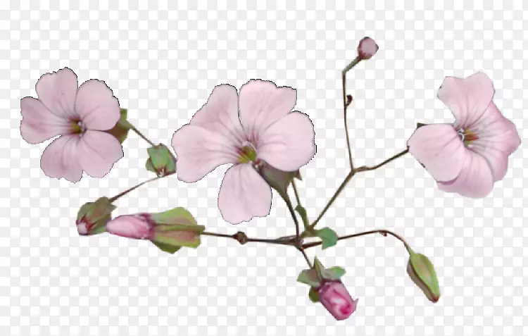 �ɶ�����pngͼƬ��.����˿-������