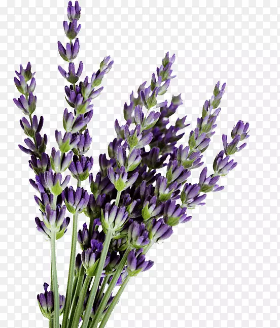 Ӣ��޹�²ݣ���״޹�²ݣ�����޹�²��ͣ���-޹�²�-������