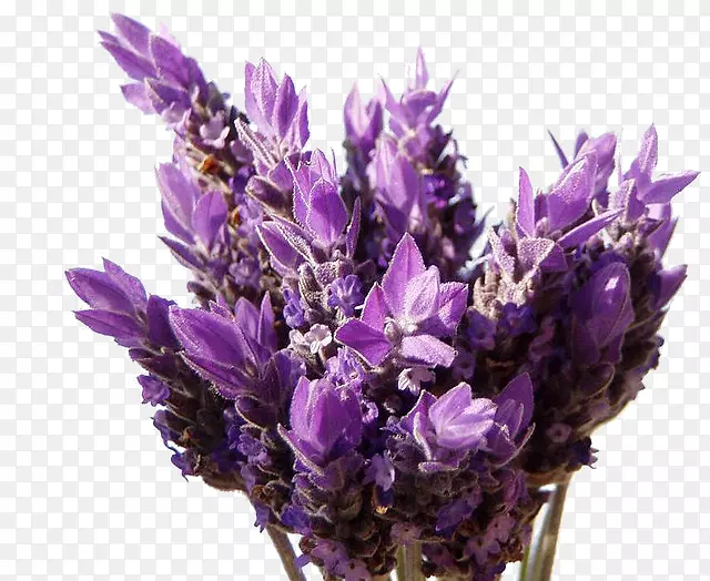 Ӣ��޹�²ݷ���޹�²ݹ�޽�㾫��������-޹�²�-������