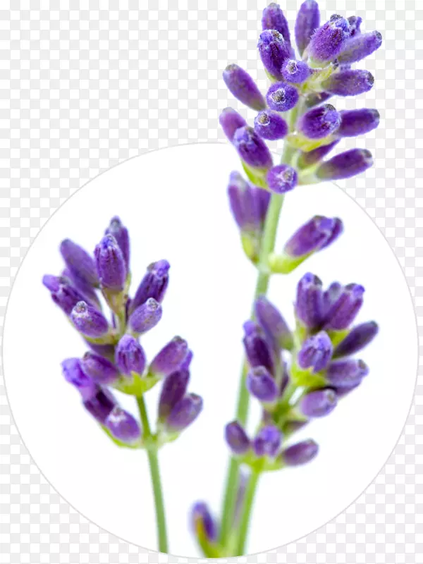 Ӣ��޹�²ݻ�����Ӱ޹�²���-޹�²�-������