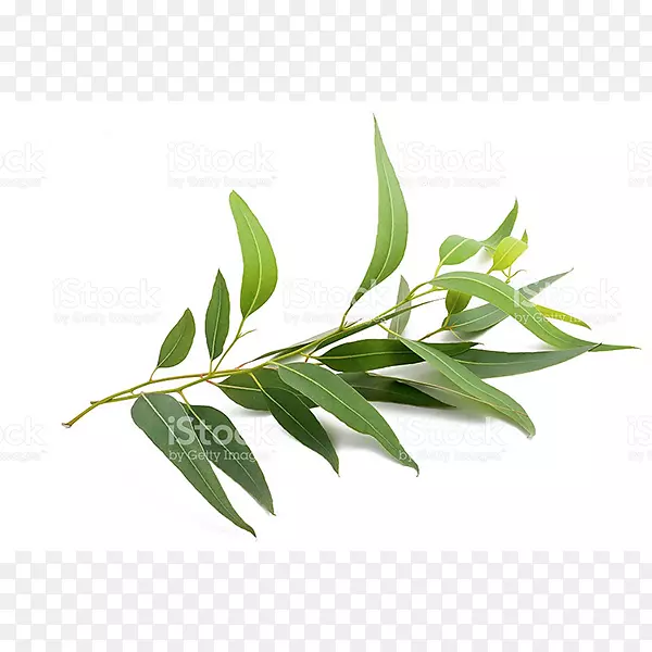 Ӣ��޹�²�������-������