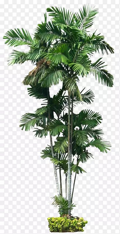 �Ĵ�������β�ݾ��۽���ֲ��-�����-������