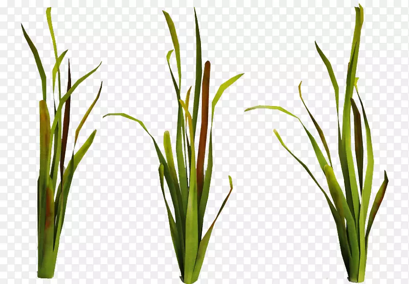 ����ˮ��ֲ��ˮ�º���-������