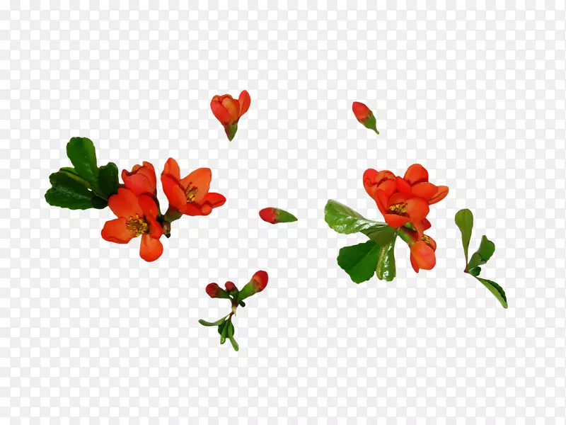 ��Ҷѿ������-����-������