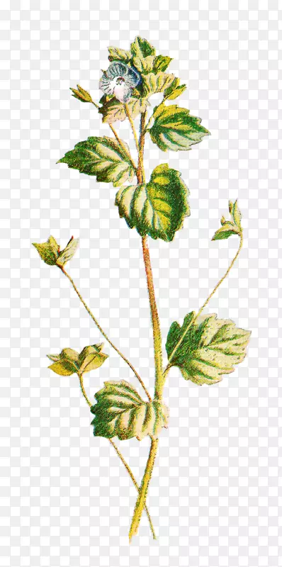 ��Ӱ��˹�������������׿���ֲ���ͼ-������