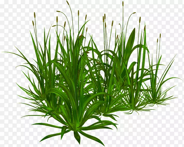 ��ݹ�ľ������ƺ�߲�PNG����-������