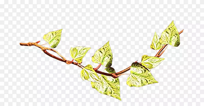 Сֲ֦�ﾥ����ֲ��Ҷ-������