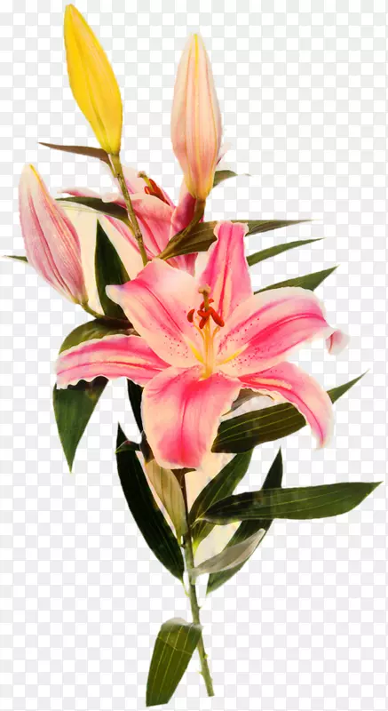 �����л���ֲ�ﾥ�����꣬�ۺ�ɫm-������