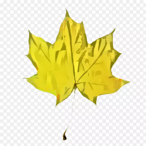 ��Ҷ�Գ�-������