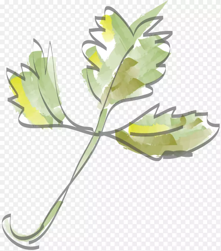 ����ֲ�ﾥҶֲ��-������