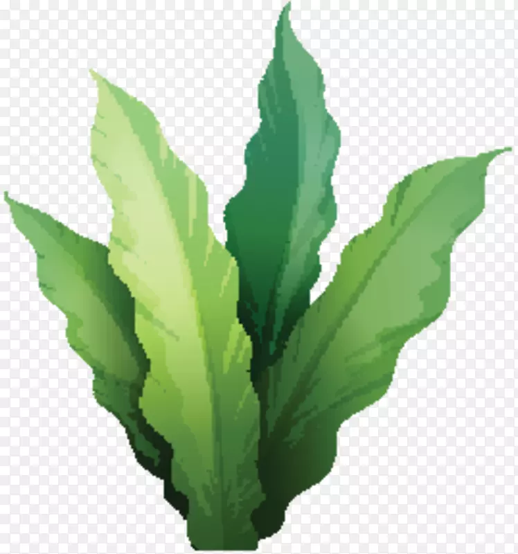 ����Ҷֲ�ﾥ�ݱ�ֲ��-������