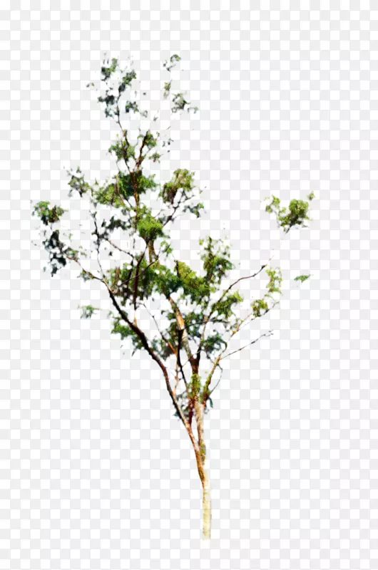 ������԰õ�廨֦-������